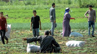ما تأثيرات رفع إيجارات أراضي الوقف على المحاصيل ؟.. الزراعة تجيب| فيديو