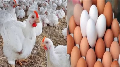 ثروت الزيني: تراجع كبير في أسعار الدواجن وبيض المائدة بسبب زيادة الإنتاج