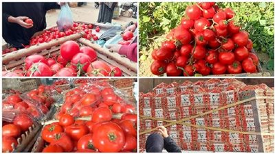 نائب شعبة الخضروات: أسعار الطماطم تتفاوت والجملة تخضع لرقابة الدولة المستمرة