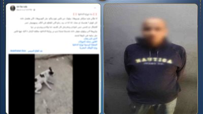 قام بالنباح عليه.. الداخلية تضبط سائق لاتهامه بالتعدي على كلب ضال في القاهرة