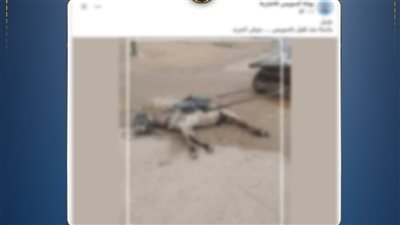 الداخلية توضح حقيقة ضبط نفوق دابة تجر عربة كارو 