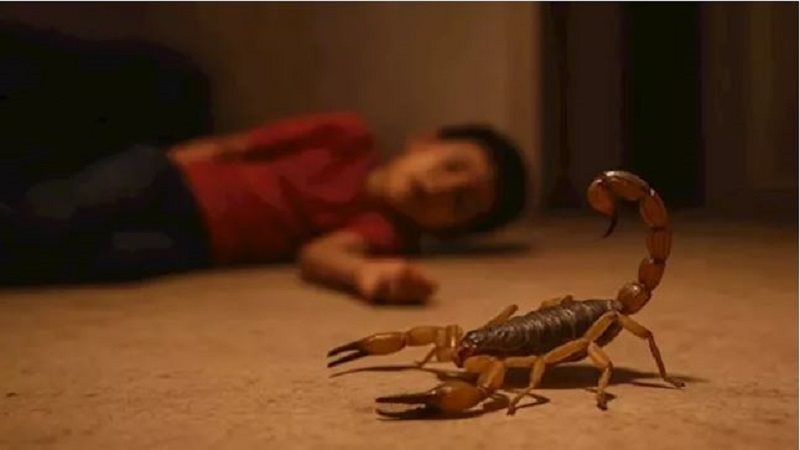 العقارب في الوادي