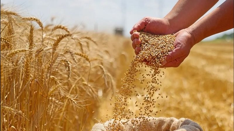 زيادة المساحة المنزرعة