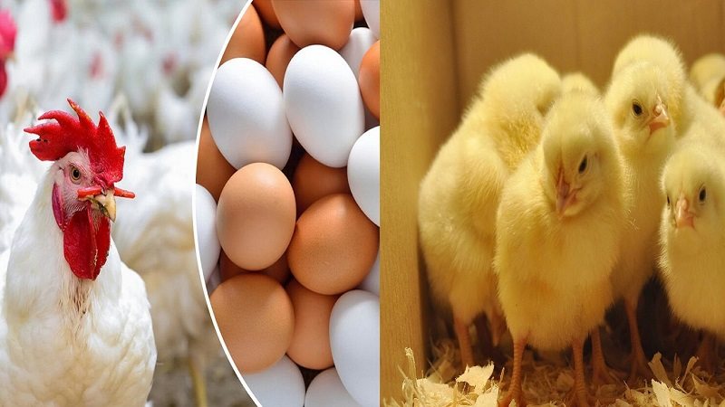 أسعار الدواجن في