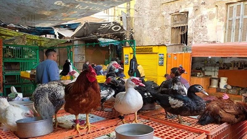 أسعار الدواجن في