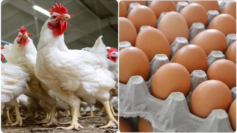 أسعار الدواجن في