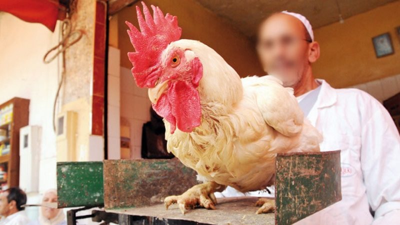 زيادة اسعار الدواجن
