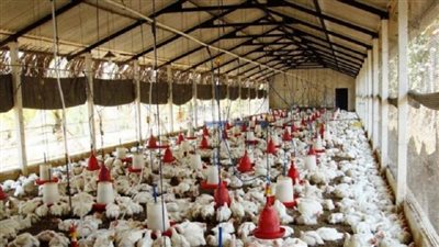 صغار المزارعين في خطر.. الموجات الحارة تضرب الإنتاج|فيديو