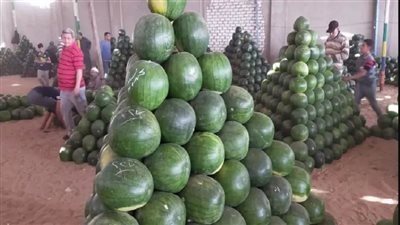البطيخ طلع بريء.. والزراعة ترد على شائعة السرطان|فيديو