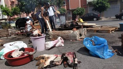 التنمية المحلية: خطة طوارئ لمواجهة مخلفات عيد الأضحى بالمحافظات|فيديو