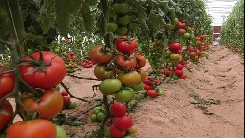 الطماطم والتغيرات