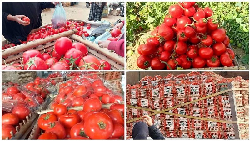أسعار الطماطم اليوم