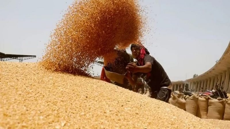 مصر تستورد القمح
