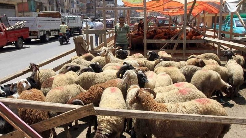 رقابة مشددة على الاضحية