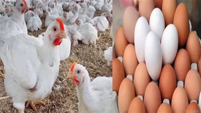 منتجي الدواجن: زيادة الإنتاج وتراجع الطلب وراء انخفاض الأسعار