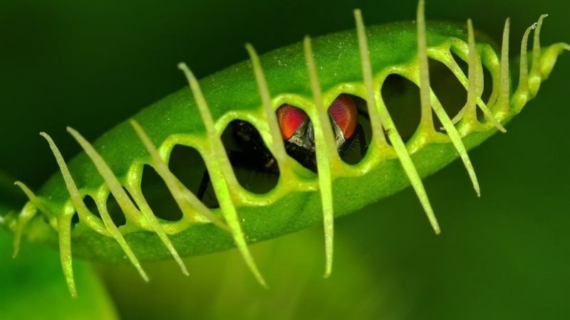 صورة موضوعية