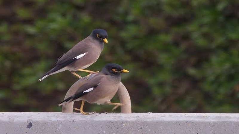 طائر المينا الهندي