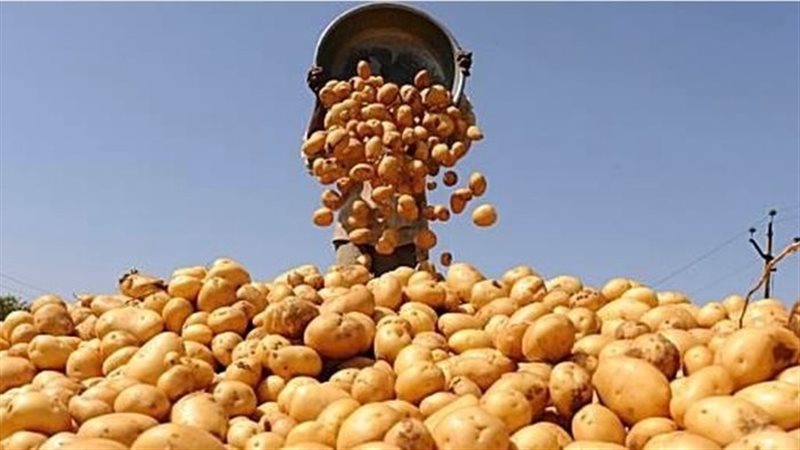 اسعار البطاطس في