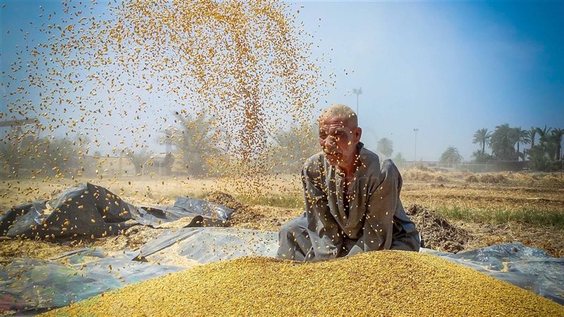 إنتاج مصر من القمح