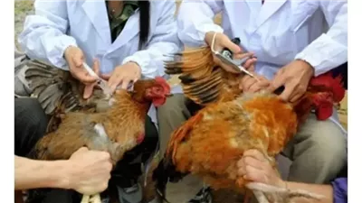 توقفوا.. «البيطريين» تكشف أسباب حظر استخدام 