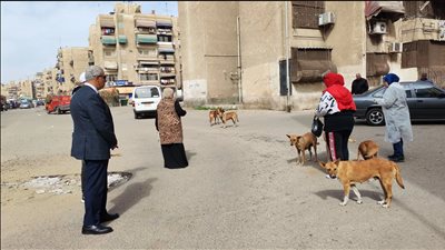 تحصين وتطعيم لا قتل أو سموم .. تفاصيل خطة التعامل مع كلاب الشوارع| فيديو