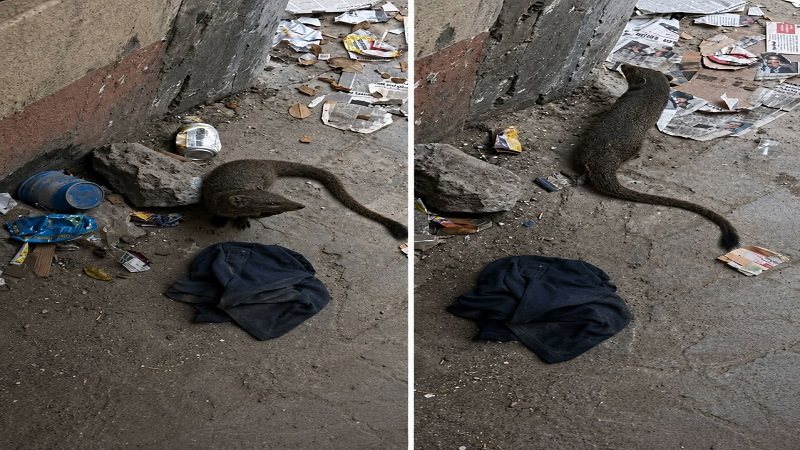 النمس المصري في الفيوم
