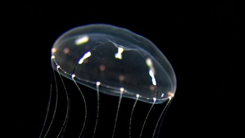 صورة موضوعية