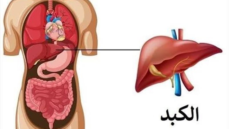 الكبد