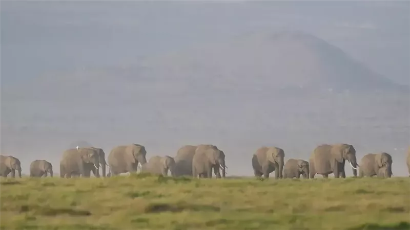 صورة موضوعية
