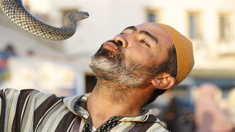 الثعابين والأنسان