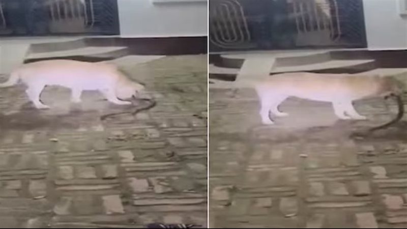 صورة موضوعية