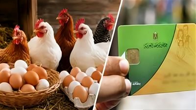 الفراخ على بطاقة التموين؟.. شعبة الدواجن تفتح الملف والتموين: «لسه بدري»|فيديو