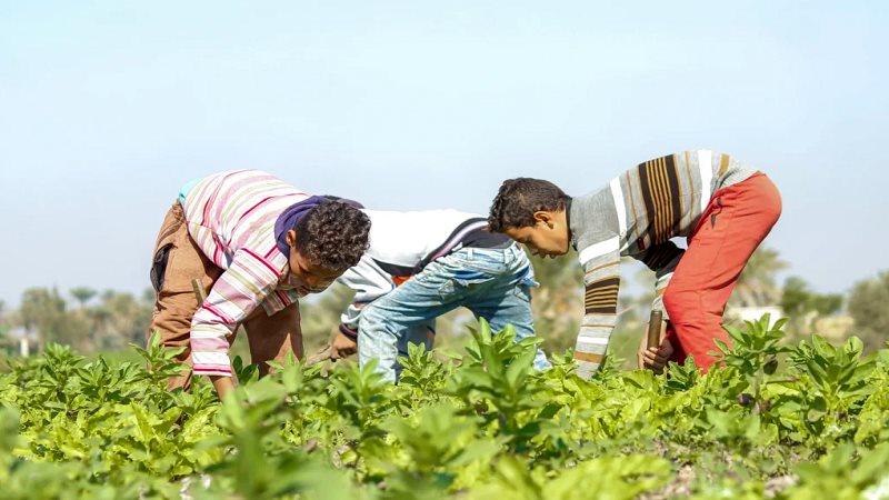 العمدة عبد اللطيف
