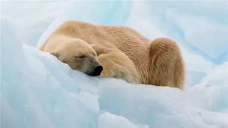صورة موضوعية