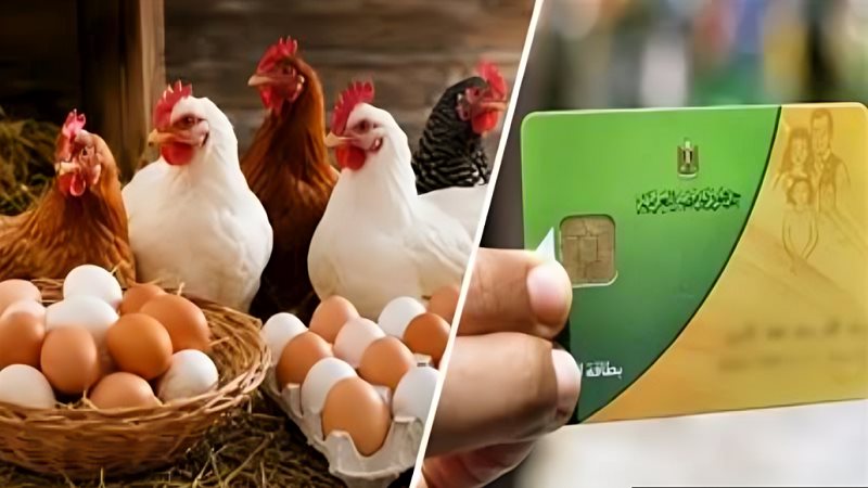 الدواجن في بطاقة